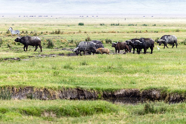 TZA ARU Ngorongoro 2016DEC26 Crater 042